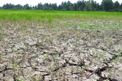De bodem van een door droogte en verzilting aangetaste rijstplantage. Foto: Shutterstock.com De bodem van een door droogte en verzilting aangetaste rijstplantage. Foto: Shutterstock.com