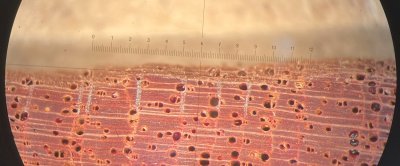 microscope_tree_rings_2.jpg