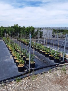 De proefopstelling met aardappelplanten is aangesloten op een irrigatiesysteem. De aardappelen krijgen irrigatie met (extra) gezuiverd rioolwater. Foto WUR.