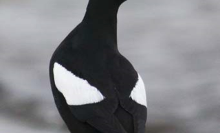 Black guillemot
