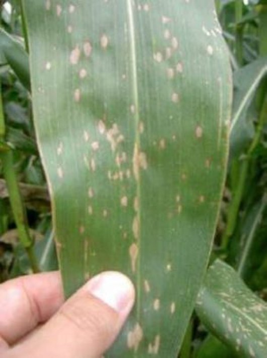 Helminthosporium carbonum: veel vlekjes van slechts 2-3 cm lang
