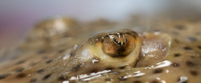 Gevlekte rog, credits: WUR