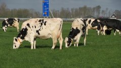 Wat kunnen we leren van de relaties tussen koegedrag – grasopname – grasaanbod?