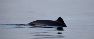 Bruinvis (foto: Shutterstock)