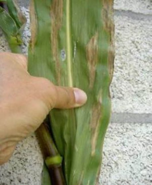 Helminthosporium turcicum: grijze vlekken in blad die in de lengte kunnen uitbreiden