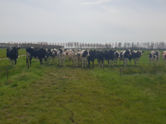 Grasperceel in West Nederland, waarop de koeien al vroeg buiten liepen.