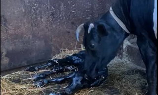 De geboorte van het kalf (foto: fam. Wafelaar)
