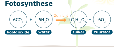 Formule fotosynthese proces diagram