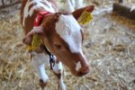 De ondernemer gebruikt hoornloze en kruislingstieren voor gezonde, sterke en probleemloze koeien.