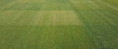 Rasverschillen in verkleuring bij droogte bij veldbeemdgras