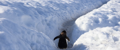 Penguin.png