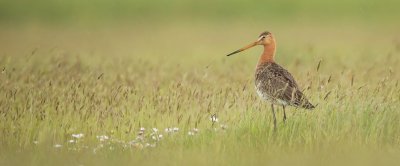 De grutto is een van de doelsoorten die minder snel in aantal afneemt in gebieden met ANLb dan in gebieden zonderANLb. Desalniettemin is dus nog steeds sprake van een afname. In het onderzoek is een positieve relatie gevonden tussen het aandeel van een gebied waar zwaar ANLb-beheer wordt uitgevoerd en de trend van de grutto. Deze uitkomst indiceert dat stabiele tot positieve trends van de grutto op gebiedsniveau te realiseren zijn middels het ANLb, maar dat hiervoor op een relatief groot aandeel van het gebied zwaar ANLb-beheer moet worden uitgevoerd (gemiddeld meer dan 50%, maar er is sprake van een grote spreiding, waarschijnlijk samenhangend met de kwaliteit van het beheer en het landschap). Foto: Thijs Glastra