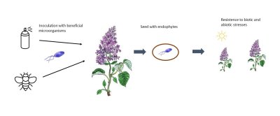 Infographic flower inoculation.jpg