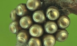 Grauwe schildwants (Rhaphigaster nebulosa)