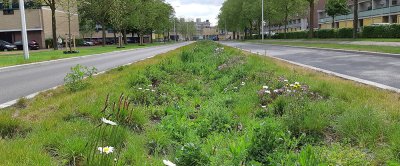 Brede grasstrook langs de weg voor wateropvang en kansen voor biodiversiteit