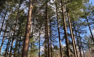 Bomen op landgoed Schovenhorst (foto: Yanjun Song)