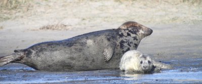 Een moeder grijze zeehond met haar jonge pup. Credits: Wageningen Marine Research