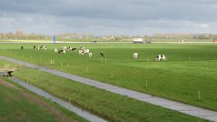 Op Dairy Campus wordt dagelijks omweiden vergeleken met stand weiden en stripgrazen