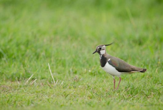 biologische melkveehouderij