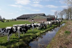 FOTO ANP / FRED HOOGERVORST | De landbouw draagt bij aan het niet halen van de doelen van de Kaderrichtlijn Water, vooral door uitspoeling van meststoffen en bestrijdingsmiddelen FOTO ANP / FRED HOOGERVORST | De landbouw draagt bij aan het niet halen van de doelen van de Kaderrichtlijn Water, vooral door uitspoeling van meststoffen en bestrijdingsmiddelen