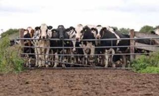 Figuur 3: Koeien verzamelen zich voor het hek om gemolken te worden. Let op de mest.