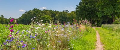 Web 72 DPI-shutterstock_1766178365_biodiversiteit_akkerrand.jpg