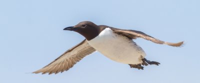 Uit onderzoek blijkt dat alken en zeekoeten niet tussen de windmolens willen zwemmen.