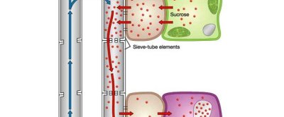 Afbeelding 1: Sucrosetransport van source-cel naar sink-cel. In de source-cel (in het blad) worden de door fotosynthese aangemaakte triofosfaten gedeeltelijk omgezet in sucrose. Deze suiker kan vervolgens worden gebruikt in die cel of eerst worden getransporteerd naar sink-cellen via naastliggende cellen, en vervolgens via zeefvatcellen en het bastweefsel. De sucrose wordt vervolgens vanuit het bastweefsel afgegeven aan sink-cellen (bijv. in de wortels, vruchten of knollen). Daar wordt hij verwerkt door verschillende enzymen, zoals invertase en sucrosesynthase.
