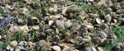 Gemengde mossel- en oesterbank in de Waddenzee, credits Oscar Bos