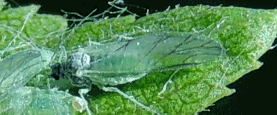 Foto's: Hyalopterus pruni door László Érsek, via bladmineerders.nl, CC BY-SA 4.0