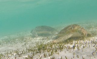 Grazende zeeschildpadden. Foto: Fee Smulders 