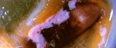 Nano-polystyreen interactie met mosselen