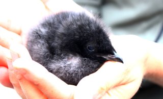 Guillemot chick in hand