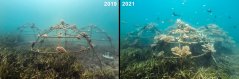 artificial_reefs_concrete_structures_ewout-knoester_3.jpg artificial_reefs_concrete_structures_ewout-knoester_3.jpg