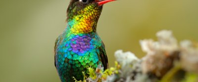 shutterstock_660194176 vogel.jpg